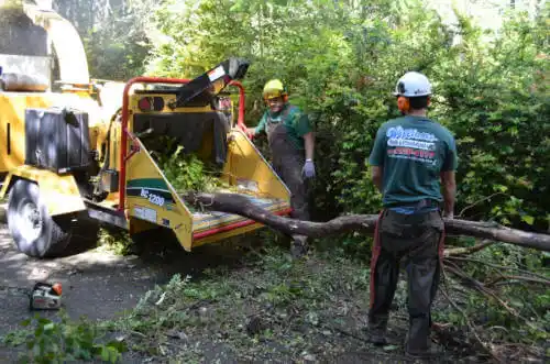 tree services Avery